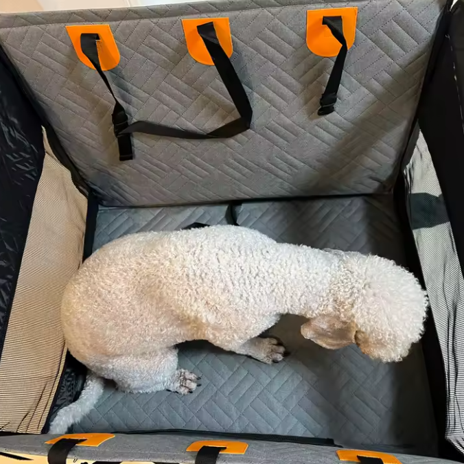 White dog inside a gray pet carrier with orange straps