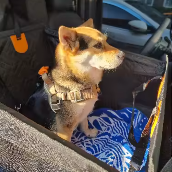 Dog in a pet carrier inside a vehicle with a blurred background