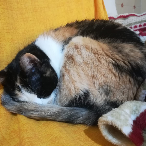 Calico cat sleeping on a yellow blanket with a red and white patterned item in the corner.