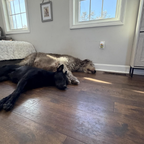 Two dogs sleeping on a wooden floor in a room with windows and framed pictures.